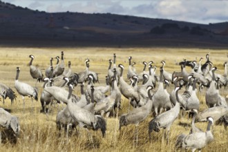 Common Crane (Grus grus), Laguna de Gallocanta, Spain, Europe