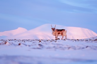 Winter landscape with reindeer. Wild Reindeer, Rangifer tarandus, with massive antlers in snow,