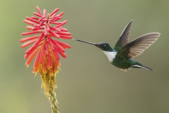 Collared Inca (Coeligena torquata) feeding at a flower in Colombia, South America
