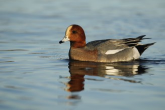 Eurasian Wigeon (Mareca penelope) male, Arizona, USA, North America