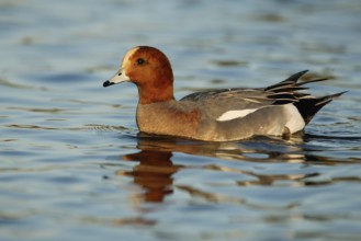 Eurasian Wigeon (Mareca penelope) male, Arizona, USA, North America