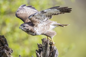 Common buzzard (Buteo buteo) Germany