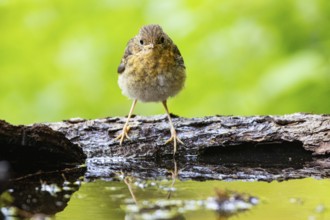 European robin (Erithacus rubecula) juven.bathing Germany