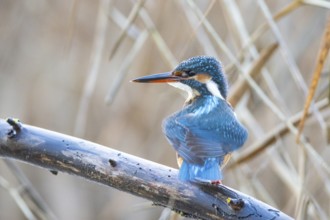 Kingfisher (Alcedo atthis) wbl Germany