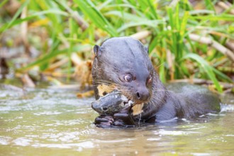 Giant otter (Pteronura brasiliensis) Pantanal Brazil