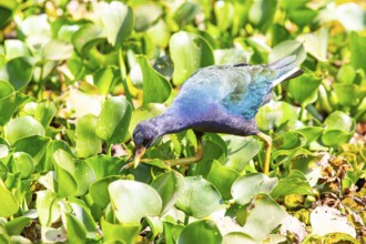 American purple gallinule (Porphyrio martinicus) Pantanal Brazil