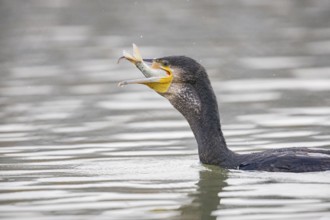 Cormorant (Phalacrocorax carbo) catching fish Germany