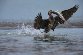 Cormorant (Phalacrocorax carbo) catching fish Germany