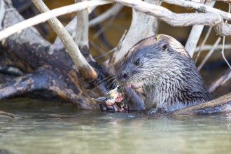 Southern river otter (Lontra longicaudis) Pantanal Brazil