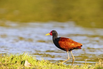 Red-fronted leaflet (Jacana jacana) Pantanal Brazil