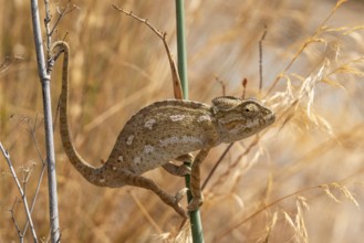 Common or Mediterranean chameleon (Chamaeleo chamaeleon) climbing between two plant stalks,