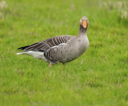 Greylag goose (Anser anser) standing in a meadow, Lower Saxony, Germany, Europe
