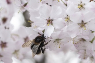 March cherry (Prunus incisa) with Large earth bumblebee (Bombus terrestris), Emsland, Lower Saxony,