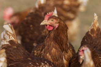 Single brown chicken in focus, surrounded by other blurred chickens, domestic chicken,