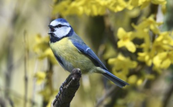 Blue Tit (Cyanistes caeruleus), sitting in the Forsythia, (Forsythia × intermedia Zabel)