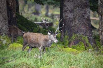 Red deer (Cervus elaphus) Rutting behaviour captive Germany
