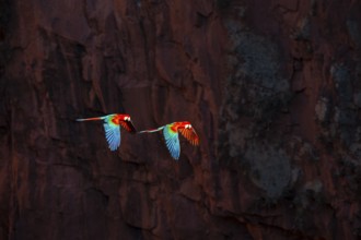 Red-and-green macaw (Ara chloropterus) Buraco das Araras Brazil