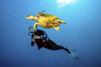 Underwater photo of diver swimming close to observed looking at Hawksbill sea turtle (Eretmochelys