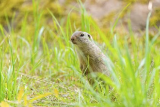 European ground squirrel (Spermophilus citellus) on a meadwo, Bavaria, Germany, Europe