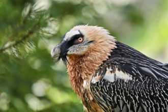 Bearded vulture or lammergeier (Gypaetus barbatus), portrait, captive, Canton Schwyz, Switzerland,