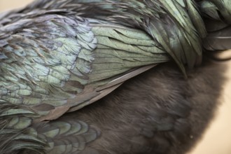 Ayam Cemani, Domestic Chicken (Gallus gallus domesticus), feathers, detail, black, Bavaria,