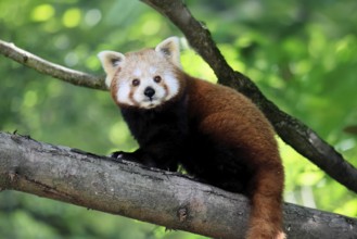 Western Red panda (Ailurus fulgens), adult, on tree, Himalayas, Central Asia