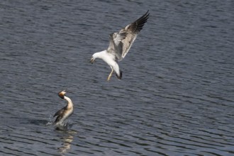 Mediterranean gull (Larus michahellis) attacking a great crested grebe (Podiceps cristatus), Hesse,