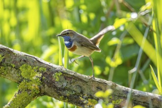 Bluethroat (Luscinia svecica cyanecula) Male Germany