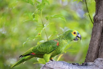 Blue-fronted Amazon (Amazona aestiva (Pantanal Brazil