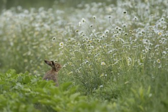 European brown hare (Lepus europaeus) adult animal on the edge of a farmland sugar beet field