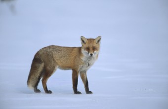 Red fox (Vulpes vulpes) running across the snow cover of a frozen lake, Schorfheide-Chorin
