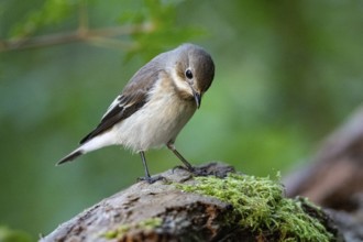 Pied Flycatcher (Ficedula hypoleuca) Germany