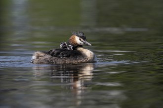 Great Crested Grebe (Podiceps Scalloped ribbonfish) with juveniles, Emsland, Lower Saxony, Germany,