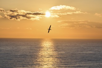 Northern gannet (Morus bassanus) flying over the sea at sunset, wildlife, Helgoland, Germany,