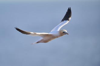 Northern gannet (Morus bassanus) flying over the sea, wildlife, Helgoland, Germany, Europe