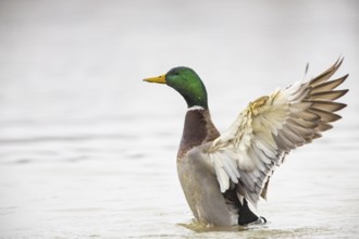 Mallard (Anas platyrhynchos) ml Germany