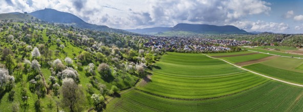 Spring on the Albtrauf of the Swabian Alb. In the Lenninger Valley, fruit trees blossom in the
