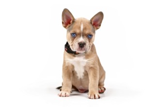 Young blue red fawn French Bulldog dog puppy sitting in front of white studio background