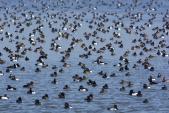 Greater Scaup & Tufted Duck (Aythya marila & Aythya fuligula) huge group on a lake,
