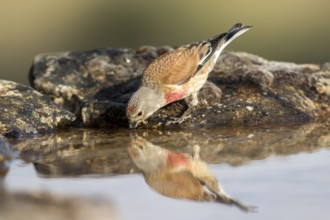 Common Linnet (Linaria cannabina) male drinking at waterhole, Castile and Leon, Spain, Europe