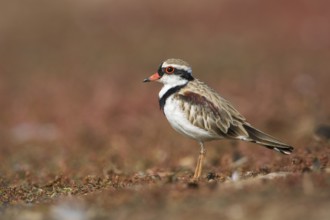 Black-fronted Dotterel (Elseyornis melanops), Victoria, Australia, Oceania