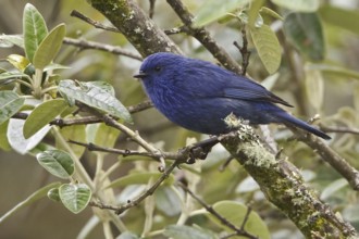 Tit-like Dacnis (Xenodacnis parina), Ecuador, South America