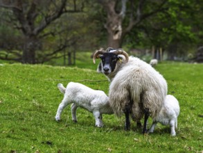 Sheep on farms, West Highlands Farms, Scotland, England, United Kingdom, Europe