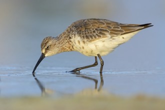 Curlew sandpiper (Calidris ferruginea), snipe family, East Khawr / Khawr Ad Dahariz, Salalah,