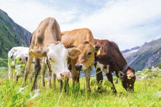 Several cows of different colours grazing on a green meadow surrounded by mountains, Klein Tibet,