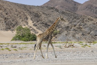 Angola giraffe (Giraffa camelopardalis angolensis) in the Hoanib dry river, Kaokoveld, Kunene