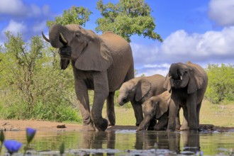 African elephant (Loxodonta africana), juvenile, mother, adult, female, group, at the water,