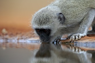 Vervet Monkey (Chlorocebus pygerythrus), adult, drinking, portrait, at the water, Kruger National
