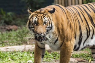 Waiting tiger in a zoo in malaysia
