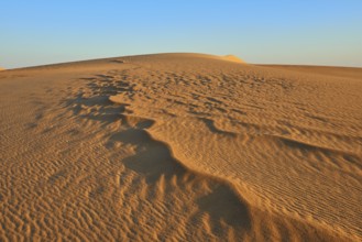Wavy dunes stretch out under a clear sky, the sun casts long shadows on the sand, Matruh, Great